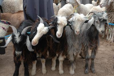 Marché aux animaux à Douz