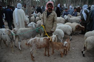 Marché aux animaux à Douz