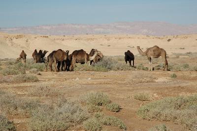 Chott El Rahim et dromadaires