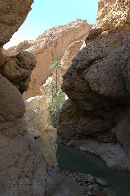 Oasis de Chebika au fond de la gorge
