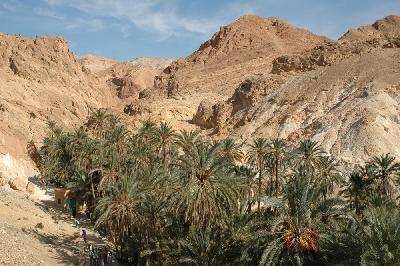 Oasis de Chebika