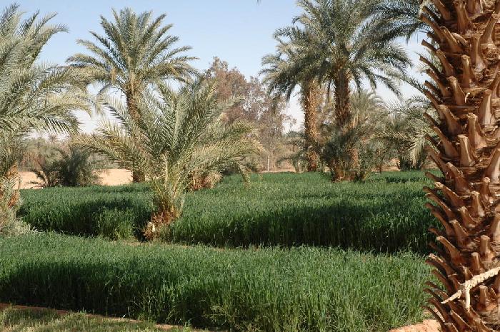 Wadi Al Hayat 1