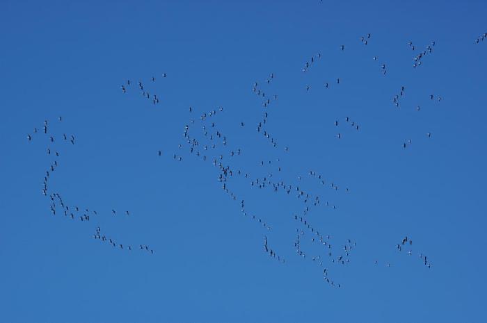 Un vol de grues