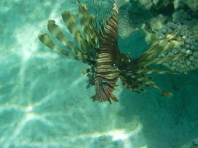 Lion fish