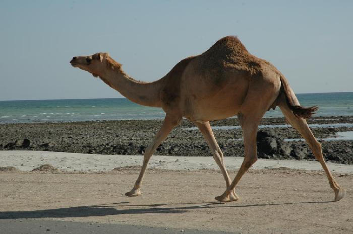Masirah