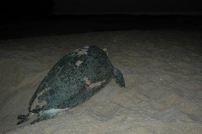 Tortue verte, espèce protégée