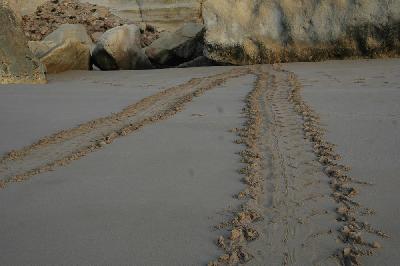 Empreintes de tortue venue pondre