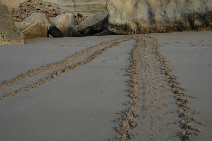 Trace de tortue