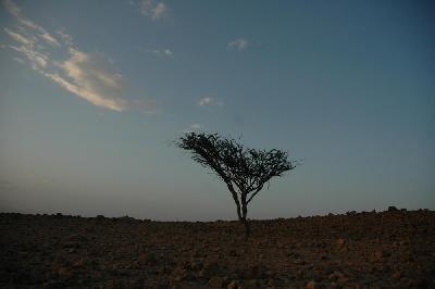 Arbre dont on tire la résine d'encens
