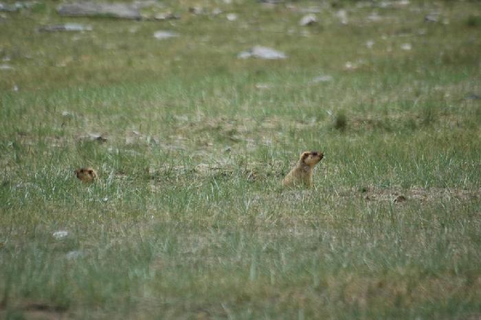 Marmottes