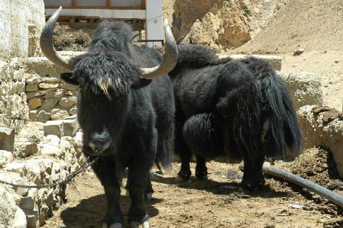 Yak  Kibber
