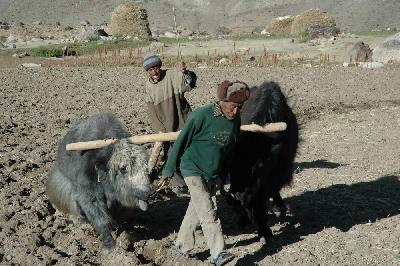 Labours avec les yaks