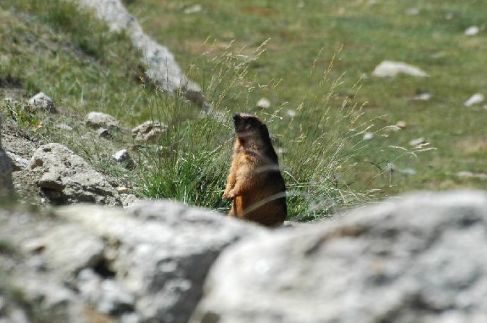 Marmotte