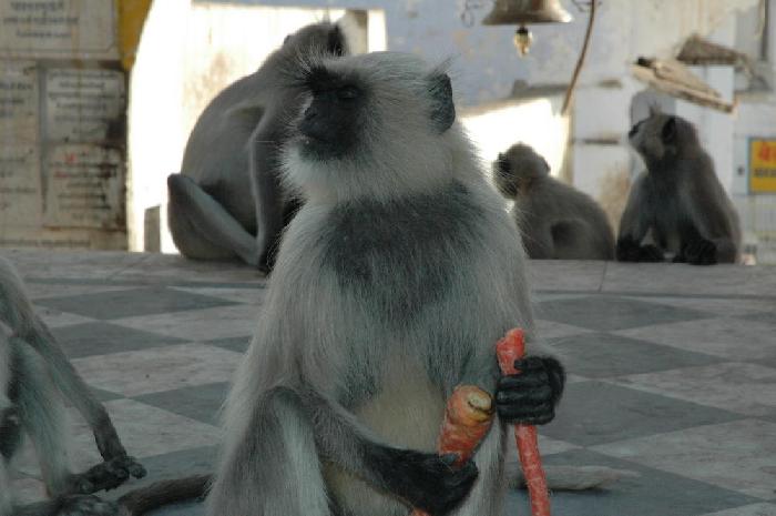 Singes de Pushkar