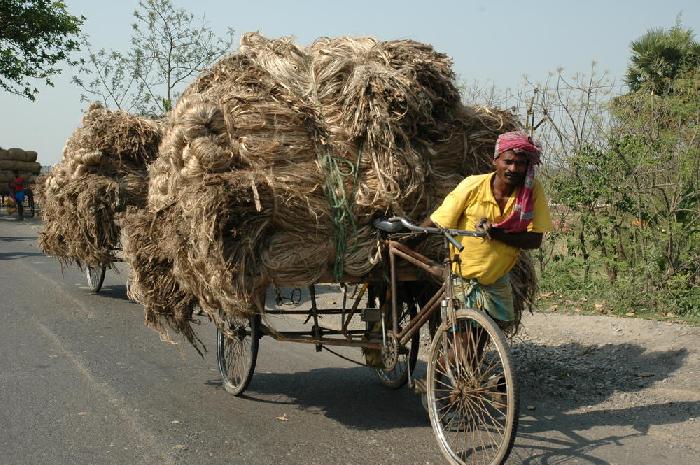 Rcolte du jute