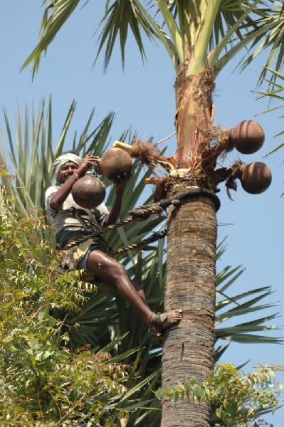 Rcolteur de vin de palme