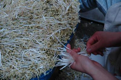 Pousses de soja