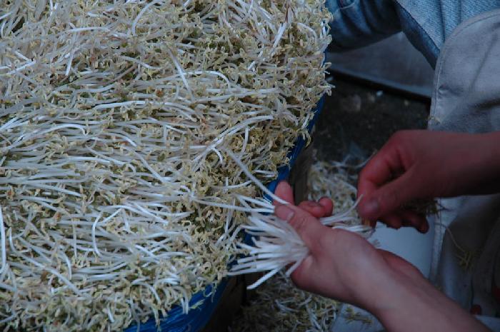 Pousses de soja