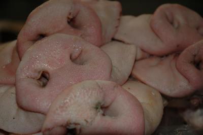 Nez de cochons