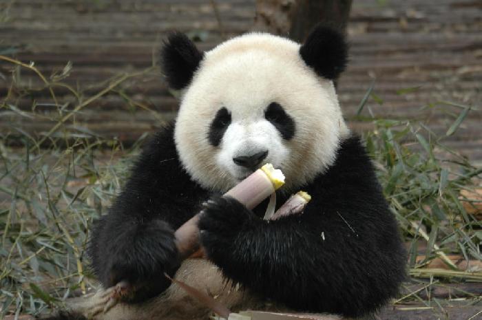 Panda gant