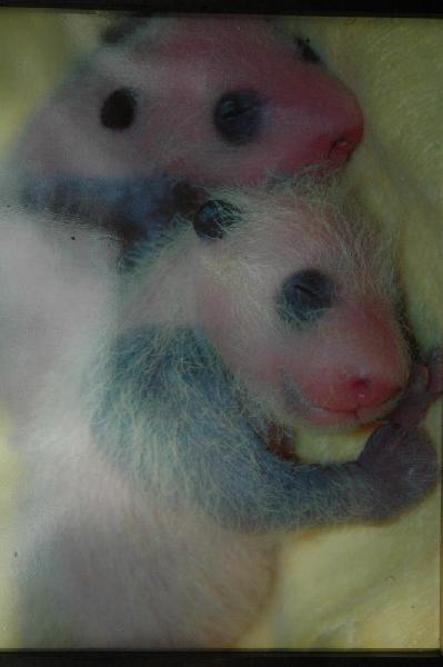 Pandas bbs