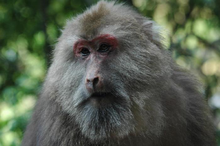 Singe  Emei Shan