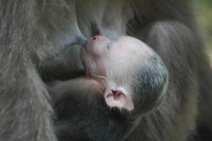 Bb singe  Emei Shan