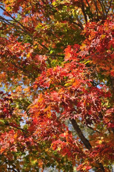 Erable en automne