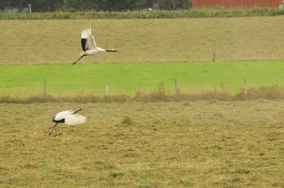 Envol de grues