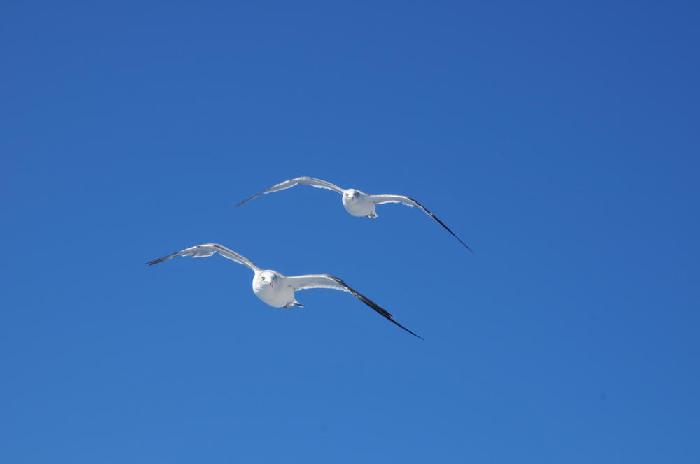 Mouettes