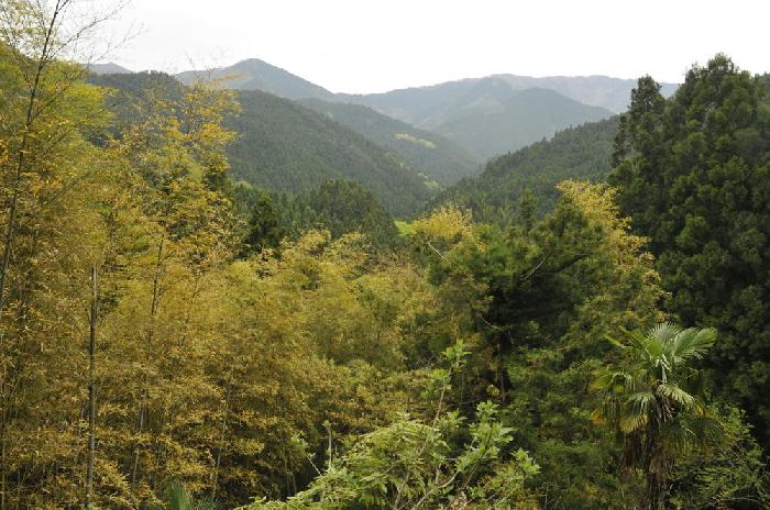 Valle du Shikoku
