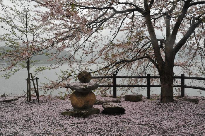 Pluie de fleurs de cerisiers
