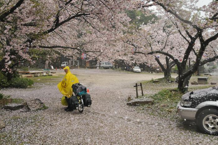 Sakura sur les bords du lac Biwa