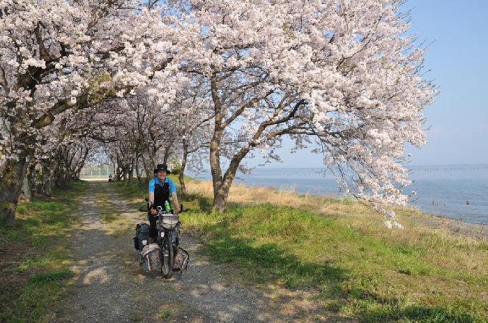 Sakura sur les bords du lac Biwa