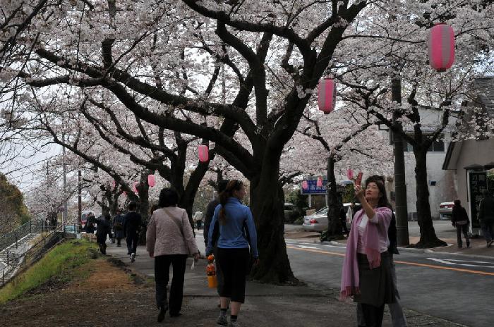 Sakura sur Izu Hanto