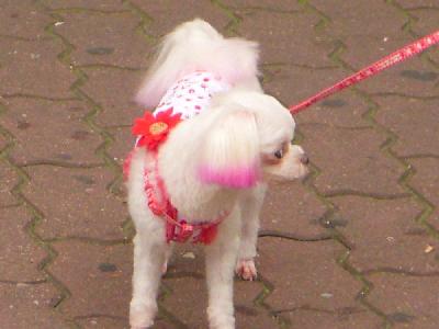 Petit chien et sa teinture