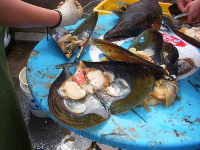 Quelles moules