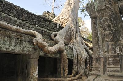 Temple Ta Prohm à Angkor