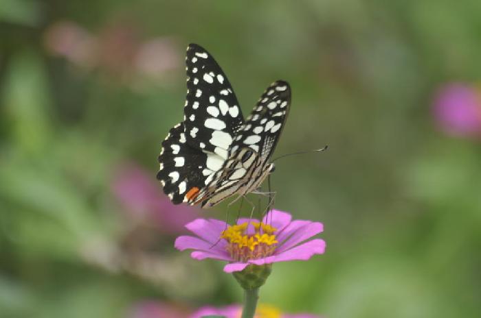 Papillon