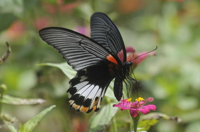 Papillon