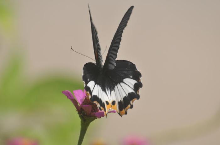 Papillon