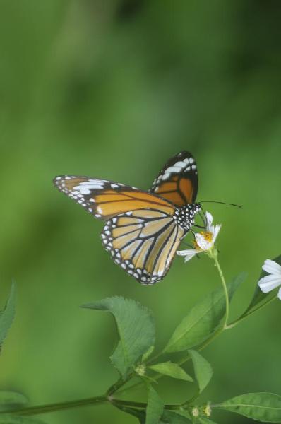 Papillon