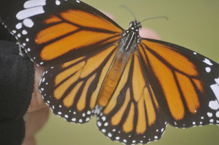 Papillon