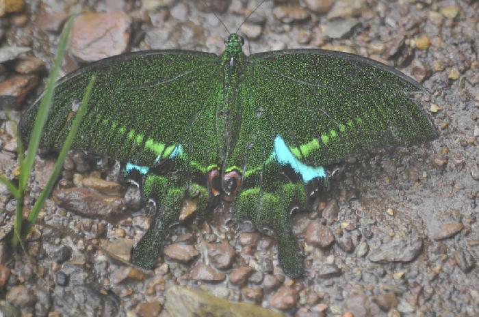 Papillon