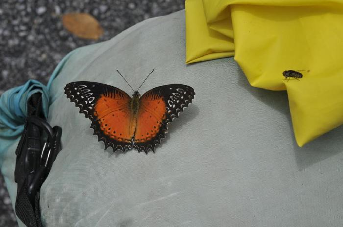 Papillon
