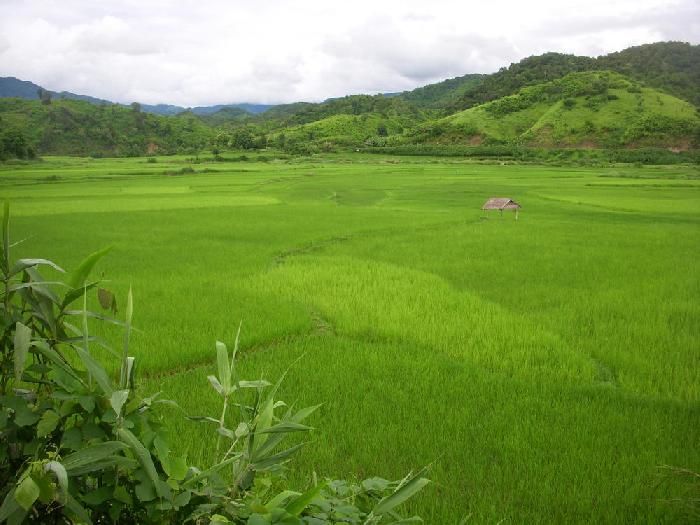 Les cultures  Vieng Thong