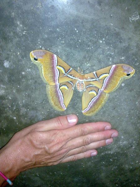 Papillon