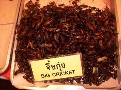 Gros criquets
