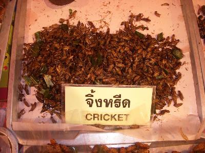 Criquets