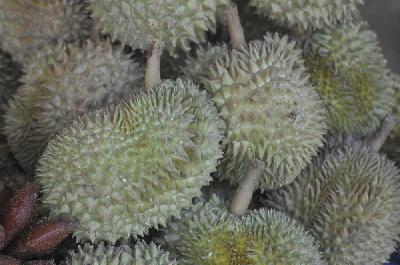 Le durian